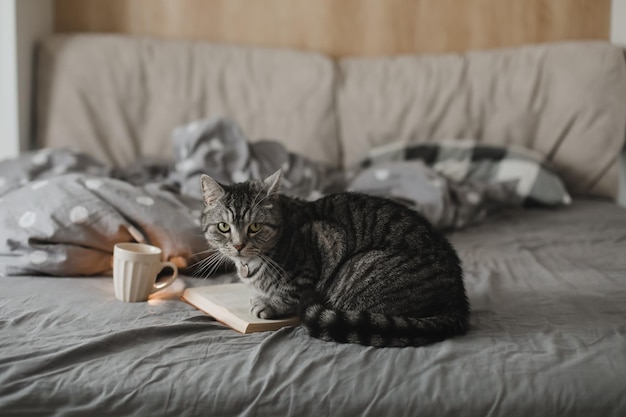 Engraçado gato escocês hetero deitado em uma cama com um livro com um ambiente caseiro aconchegante