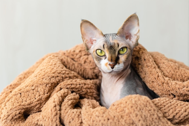 Engraçado gato esfinge cinza com olhos verdes amarelos espreita debaixo de uma manta de malha bege Gatinho em casa