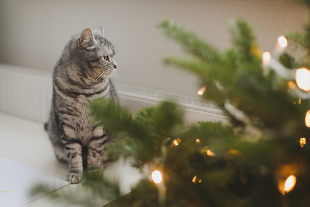 Engraçado gato listrado cinza e a árvore de natal decorada feliz natal e ano novo