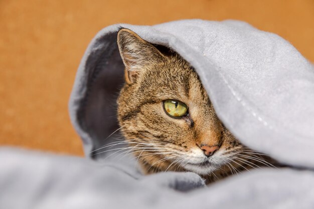 Engraçado gato malhado arrogante doméstico deitado no sofá sob a xadrez gatinho dentro de casa descansando em casa mantendo ...