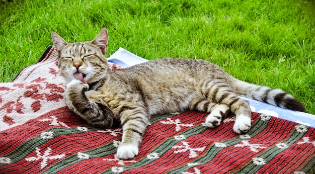 Engraçado gato malhado dormindo lambendo a pata e deitado na natureza