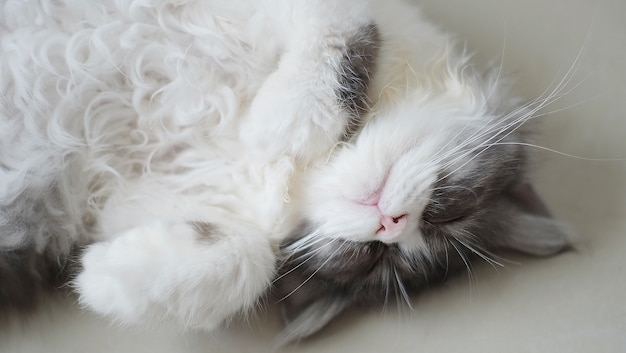 Foto engraçado gato persa dormir no chão