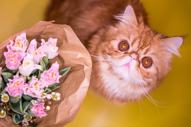 Engraçado gato persa vermelho gordo com um buquê de tulipas cor-de-rosa brilhantes Cartão de saudação