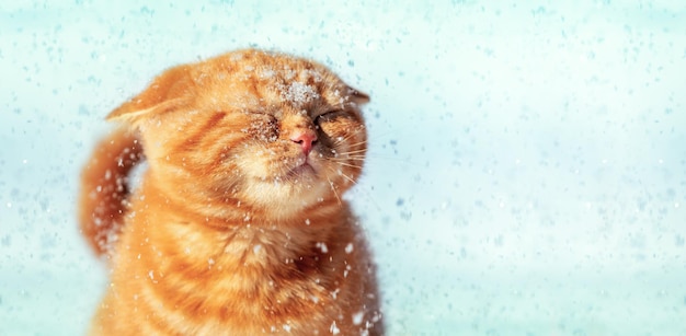 Engraçado gato ruivo gosta de neve no inverno