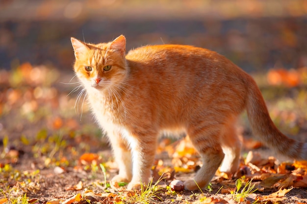 Engraçado gato ruivo no parque outono