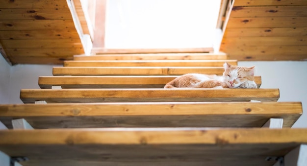 Engraçado gato tigrado laranja fofo dormindo na escada