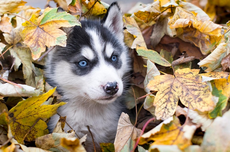 Foto engraçado husky siberiano