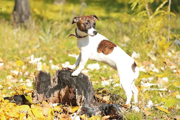 Engraçado Jack Russell terrier no belo parque de outono em dia ensolarado