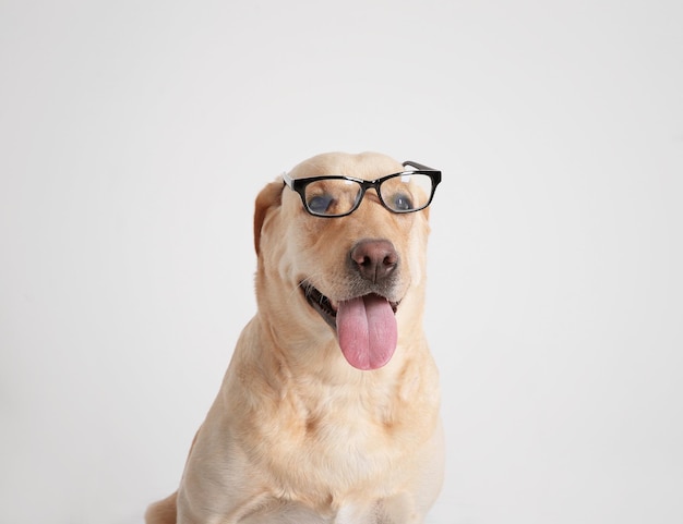 Engraçado Labrador Retriever com óculos em fundo branco