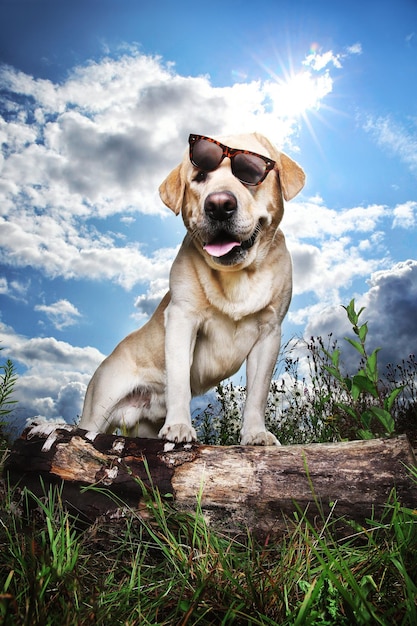 Engraçado Labrador Retriever em óculos de sol sentado no Prado