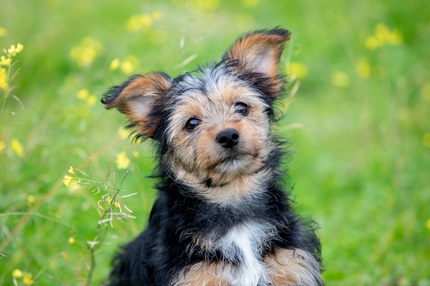 Engraçado pequeno cão yorkshire