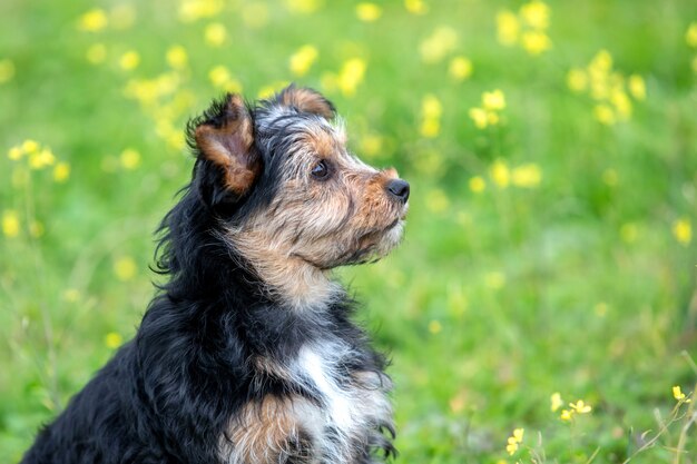 Engraçado pequeno cão yorkshire