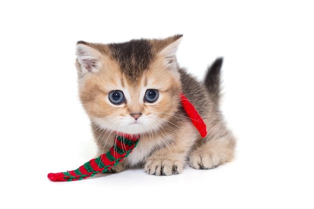 Engraçado pequeno gatinho escocês em um lenço vermelho