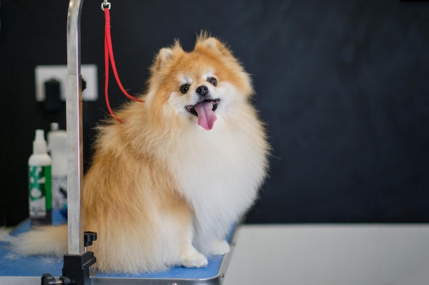 Engraçado Pomeranian olha para a câmera na mesa de corte de cabelo - Imagem em Alta Resolução ...