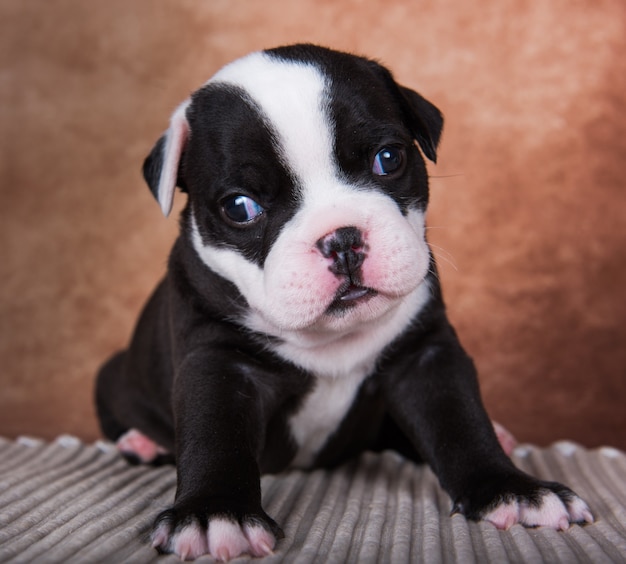 Engraçado, preto, o cachorrinho American Bullies está em um fundo marrom