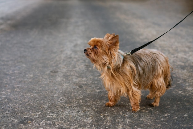 Engraçado puro-sangue lindo yorkshire terrier de cor marrom para andar na coleira fica na estrada a ...