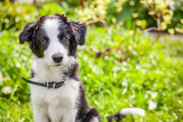 Engraçado retrato ao ar livre do filhote de cachorro border collie sentado na grama