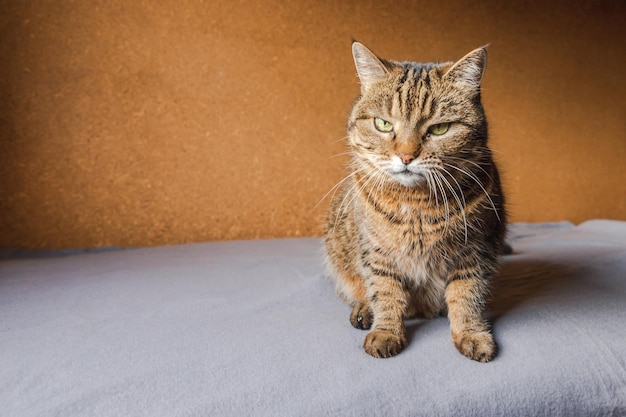 Engraçado retrato arrogante gato doméstico de pêlo curto posando em fundo marrom escuro gatinho ...