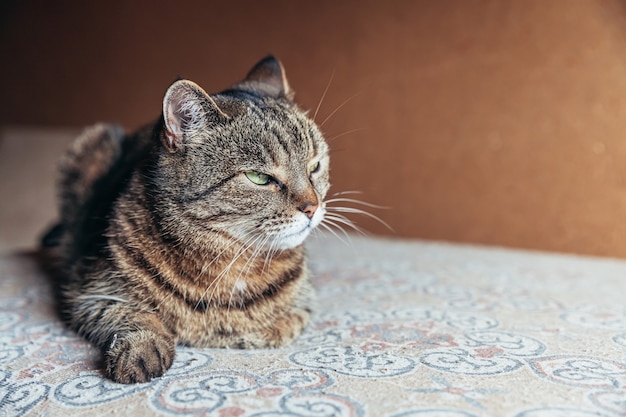 Engraçado retrato arrogante gato doméstico de pêlo curto relaxante em casa dentro de casa.