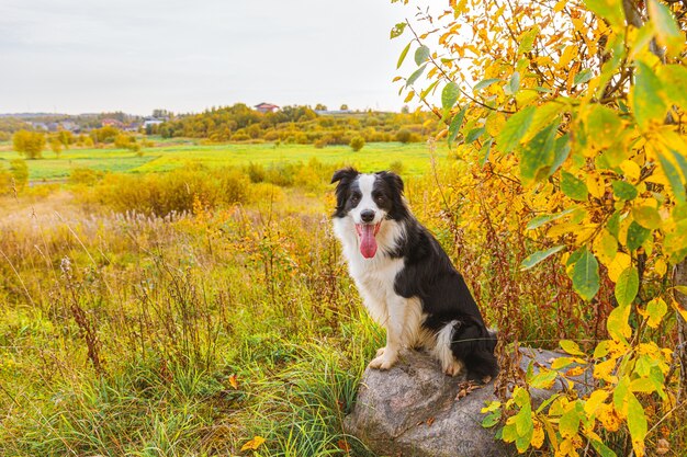 Engraçado sorridente cachorrinho cão border collie jogando sentado na pedra no parque ao ar livre, outono amarelo seco deixa o fundo de folhagem. Cachorro andando em dia de outono. Olá, conceito de clima frio de outono.