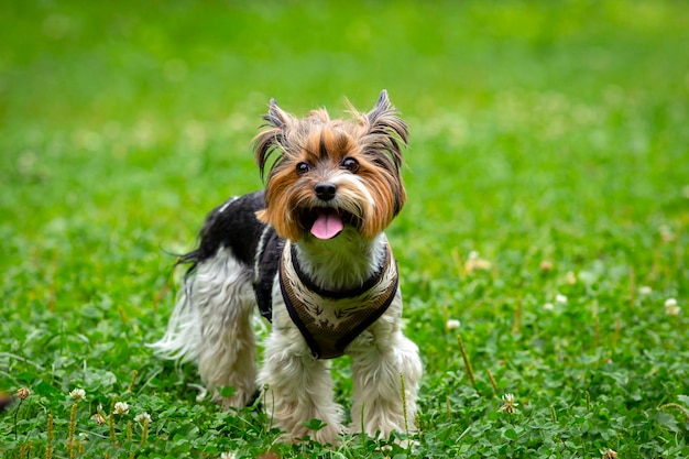 Engraçado Yorkshire terrier está brincando na grama...