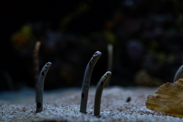 Enguias do mar congridae no fundo do oceano na areia oceanarium