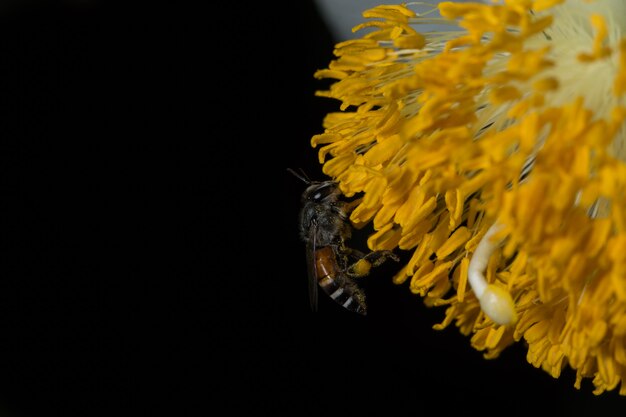 Enjambre de abeja de flor macro