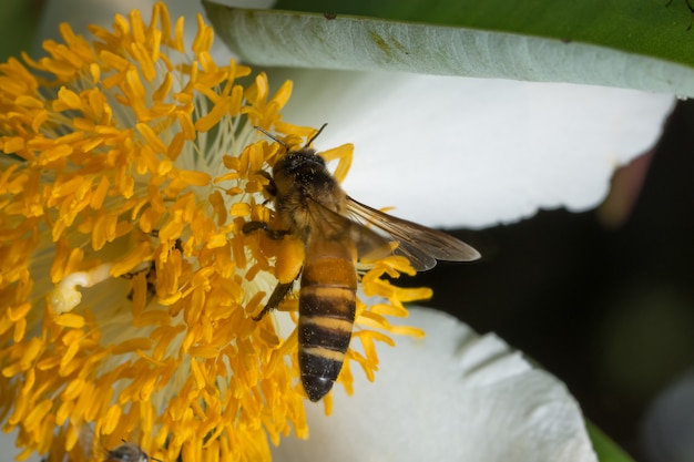 Enjambre de abeja de flor macro