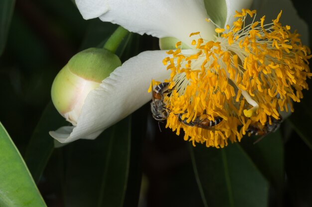 Enjambre de abeja de flor macro