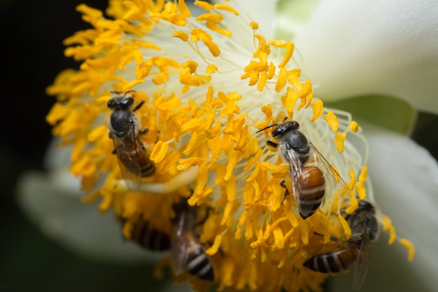 Enjambre de abeja de flor macro