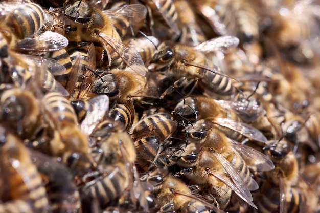 Enjambre de abejas en colmena