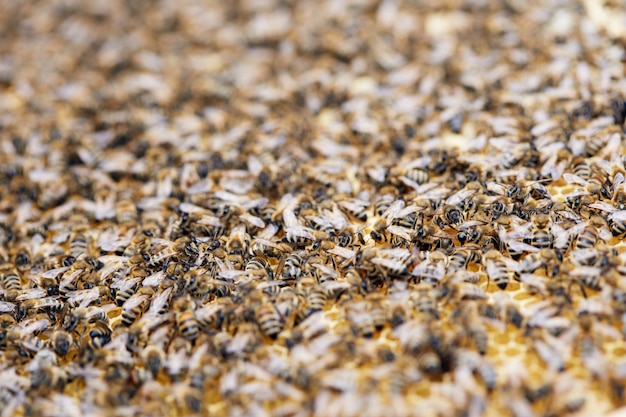 Enjambre de abejas en el colmenar