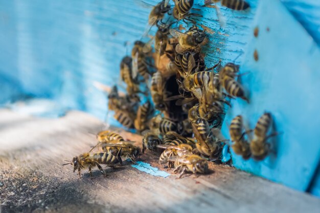 Enjambre de abejas a la entrada de la colmena pintada de azul.