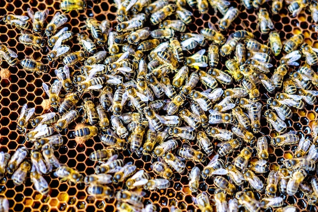 Enjambre de abejas en marcos de panal en apiario