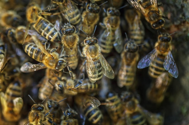 Un enjambre de abejas en la rama de un árbol