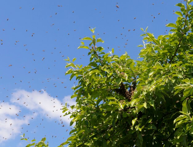 Un enjambre de abejas sentadas en la rama de un árbol y muchas abejas individuales contra el cielo. El concepto de pesca de abejas, apicultura, cría y cuidado de abejas.