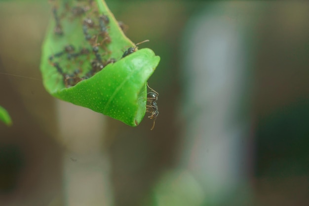 un enjambre de hormigas sobre un fondo de naturaleza de hoja verde de cerca fotografía macro foto premium