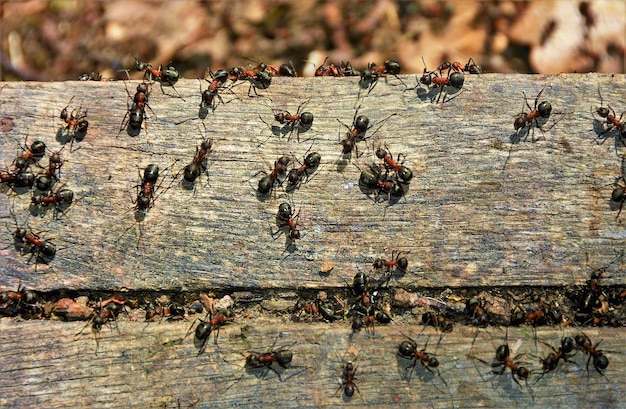 enjambre de hormigas