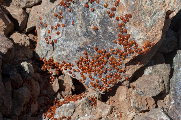 Un enjambre de mariquitas (coccinellidae) en Chipre