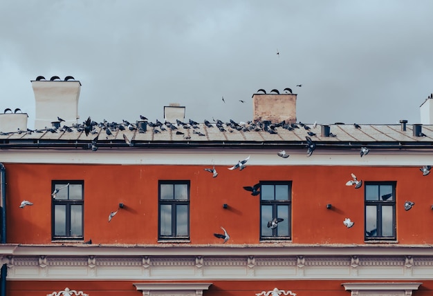 Enjambre de palomas en el techo de la casa