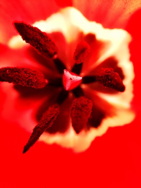 Foto enmarcado con la cabeza de tulipán rojo