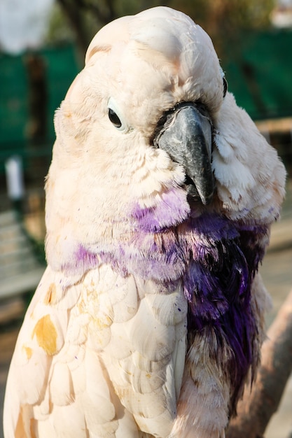 Foto enojado loro blanco clic