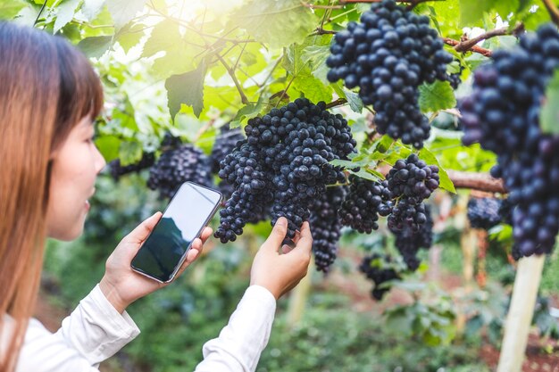 Enólogo agrónomo de la mujer que usa Smartphone que comprueba las uvas en viñedo