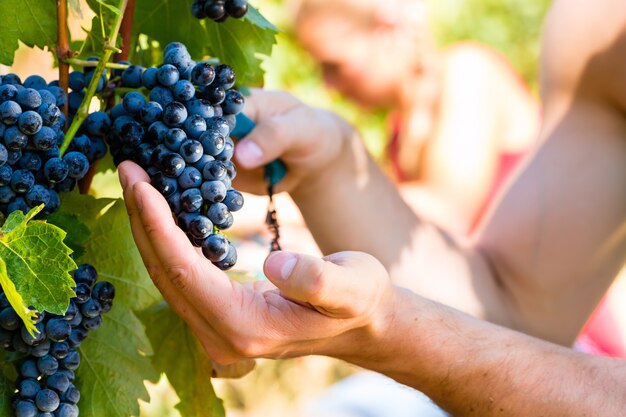 Enólogo colhendo uvas para vinho