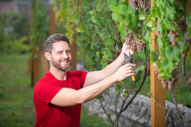 Enólogo cosecha de uvas Vinedresser cortando racimos de uvas propietario de viñedo masculino Hombre cosechador cortando uvas de vid