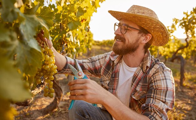 Enólogo recogiendo uvas en viñedo