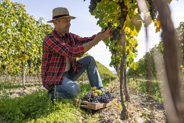 Un enólogo satisfecho cosecha uvas en su viñedo