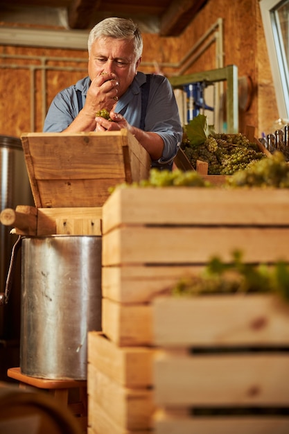 Enólogo serio oliendo un puñado de uvas mientras las aplasta para el futuro vino