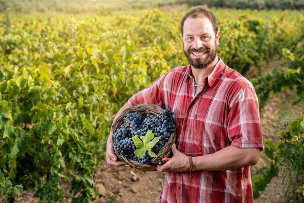 Enólogo sorridente com uma cesta de uvas pretas recém-colhidas