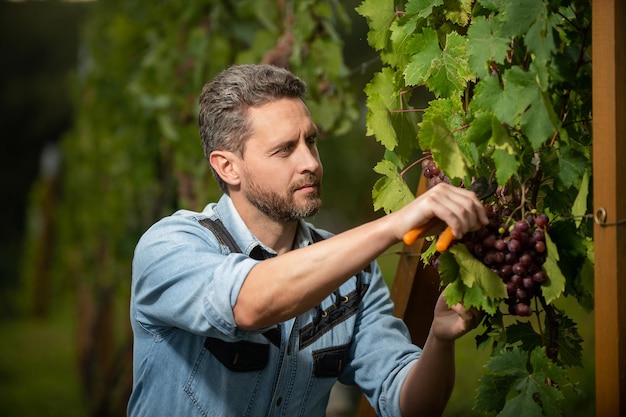 Enólogo con tijeras de jardín granjero corte vid viñador cortando racimo de uvas